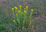 Euphorbia palustris