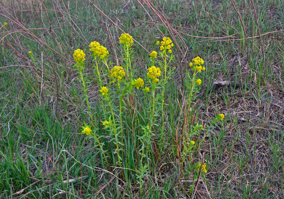 Image of Euphorbia palustris specimen.