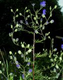 Aconitum ambiguum