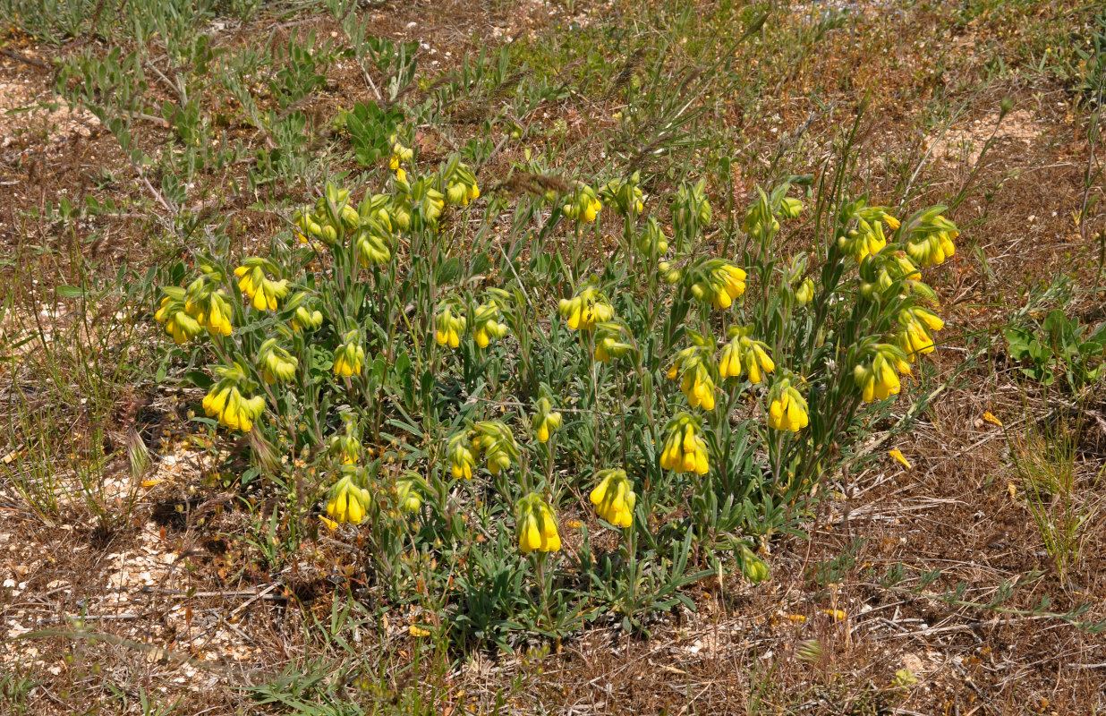 Image of Onosma taurica specimen.