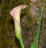 Zantedeschia rehmannii