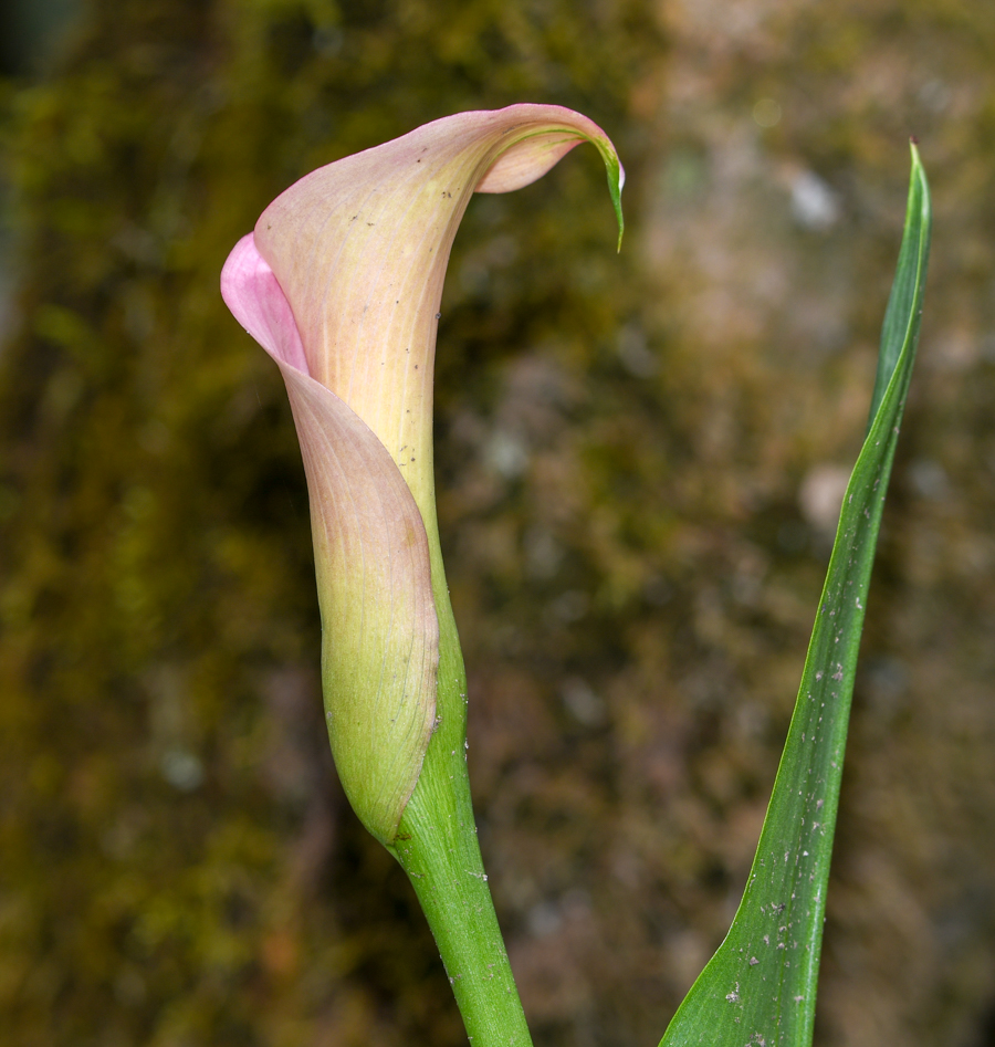 Image of Zantedeschia rehmannii specimen.