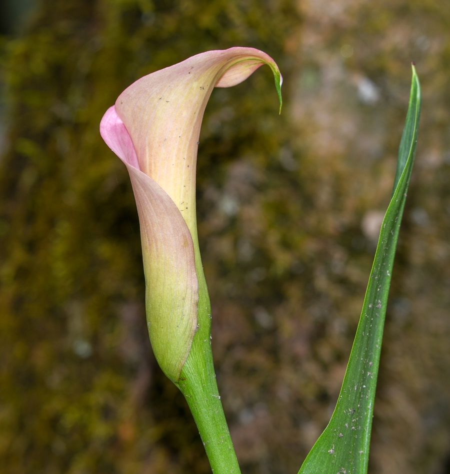 Изображение особи Zantedeschia rehmannii.