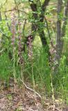 Himantoglossum formosum. Цветущие растения. Дагестан, окр. Махачкалы, хр. Нарат-Тюбе, дубовый лес. 11 июня 2021 г.