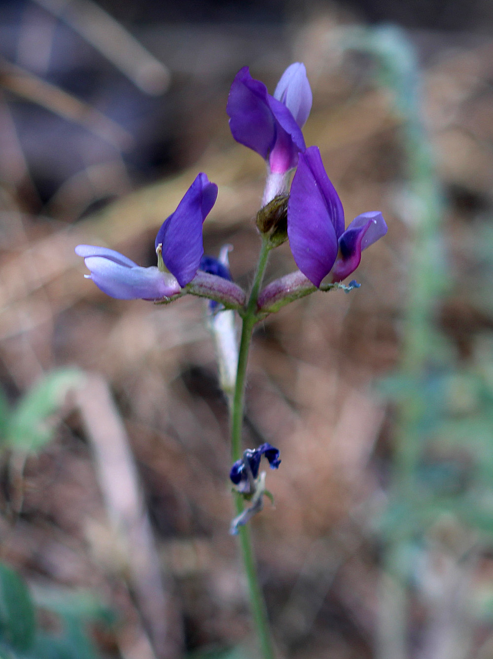 Изображение особи Oxytropis kamelinii.