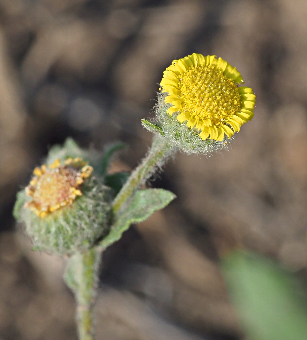 Изображение особи Pulicaria vulgaris.