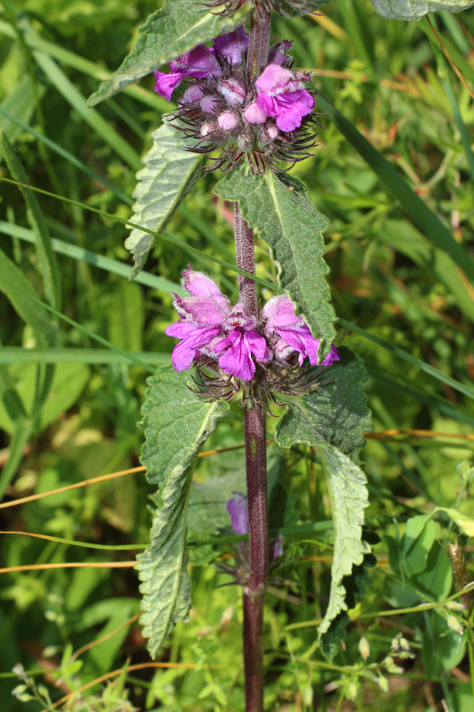 Image of Phlomoides hybrida specimen.