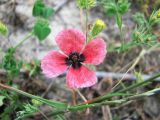 Papaver hybridum