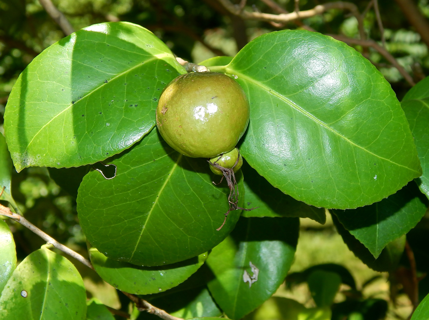 Image of Camellia japonica specimen.