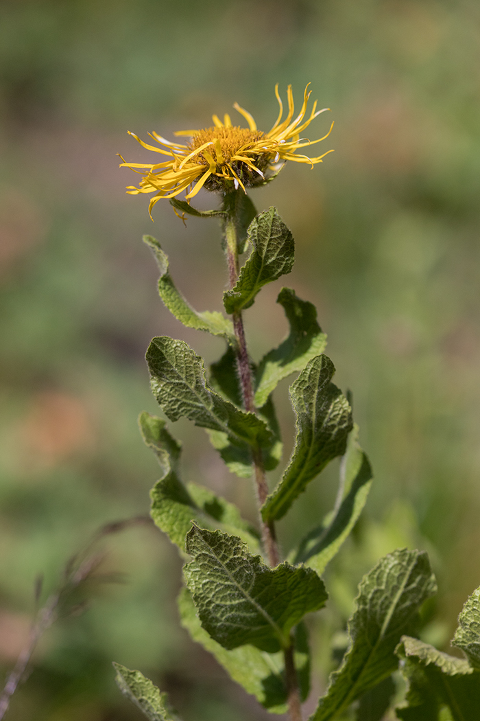 Image of Inula grandiflora specimen.