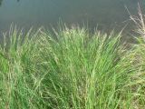 genus Carex. Цветущее растение. Хабаровский край, р-н им. Лазо, дер. Соколовка, дол. р. Кия, местами заболоченный луг. 25.05.2014.