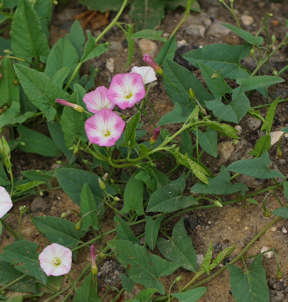 Image of Convolvulus arvensis specimen.