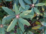 genus Rhododendron