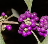 Callicarpa americana