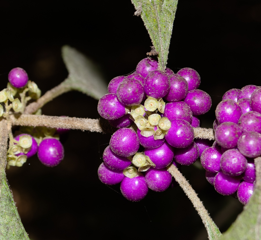 Изображение особи Callicarpa americana.