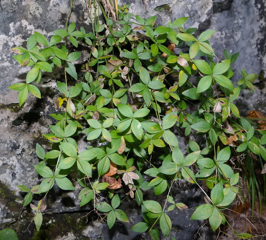 Image of Galium valantioides specimen.