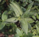 Lythrum salicaria