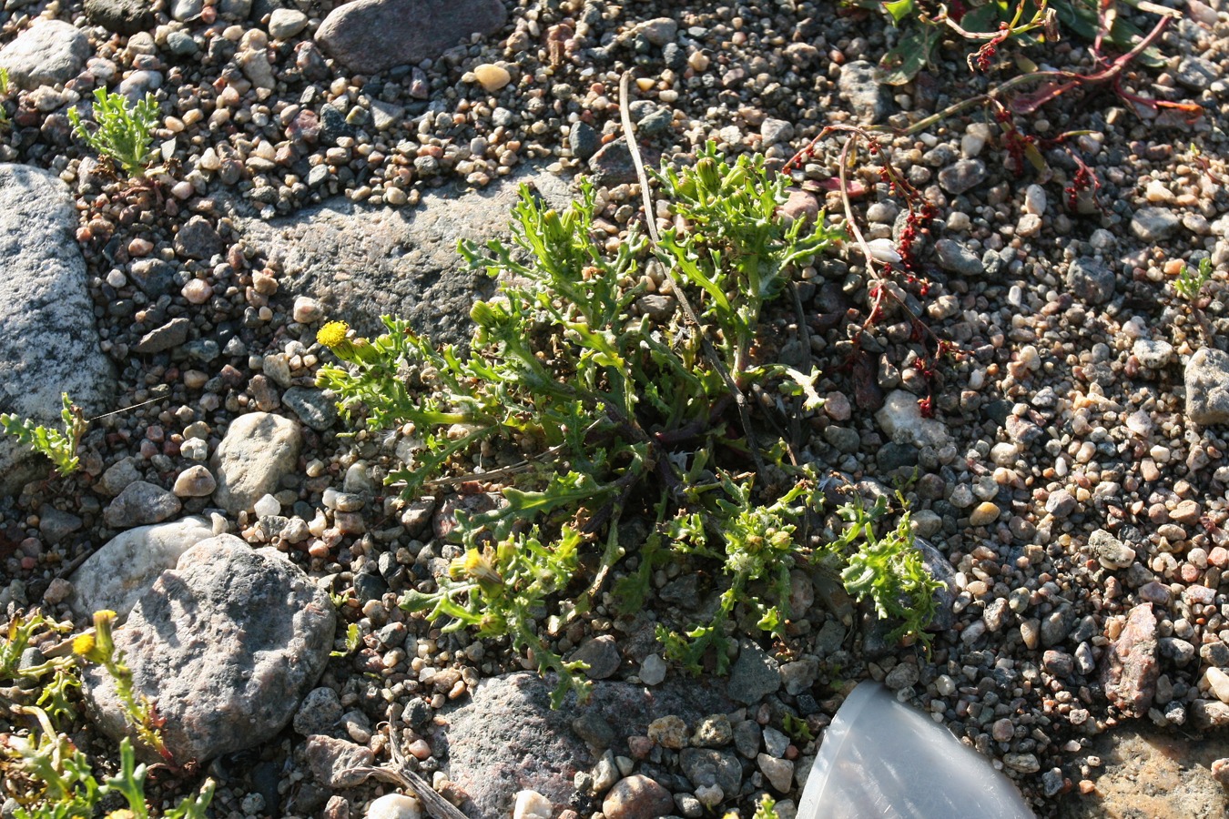 Изображение особи Senecio vulgaris.