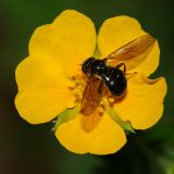 Potentilla goldbachii