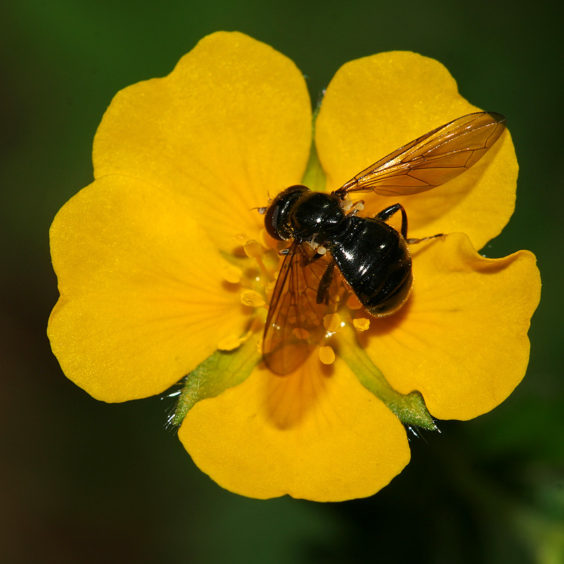 Изображение особи Potentilla goldbachii.