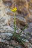 Tragopogon filifolius