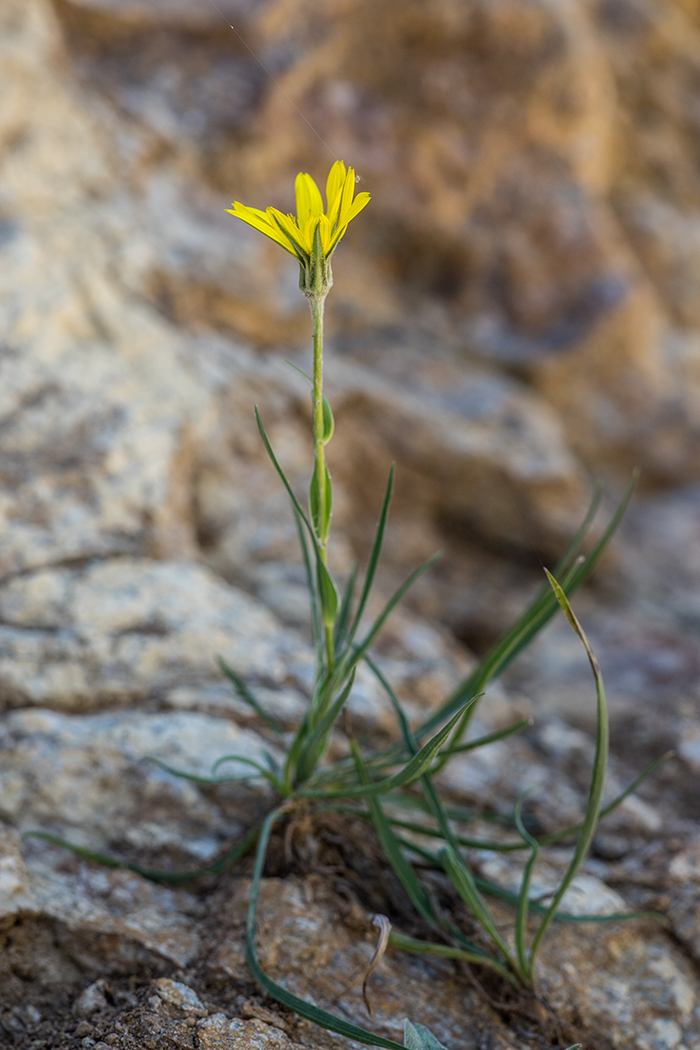 Изображение особи Tragopogon filifolius.