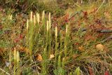 Lycopodium annotinum. Спороносящие растения в сообществе с Avenella flexuosa, Vaccinium myrtillus и Vaccinium vitis-idaea. Мурманская обл., Кольский р-н, долина р. Титовка ниже автодороги А138 Мурманск — Печенга, окр. Мельничных водопадов, верхняя часть склона долины, травяно-кустарничковый березняк. 23.09.2021.