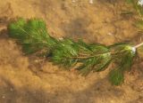 genus Myriophyllum. Верхушка растения в прибрежной части водоёма. Московская обл., Одинцовский р-н, окр. г. Кубинка, водохранилище Трасна, мелководье. 09.08.2021.