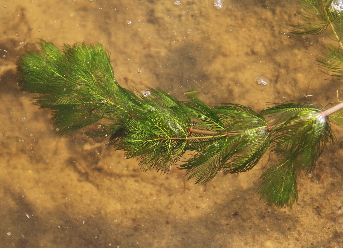 Изображение особи Myriophyllum spicatum.