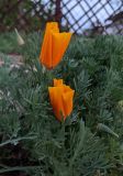 Eschscholzia californica