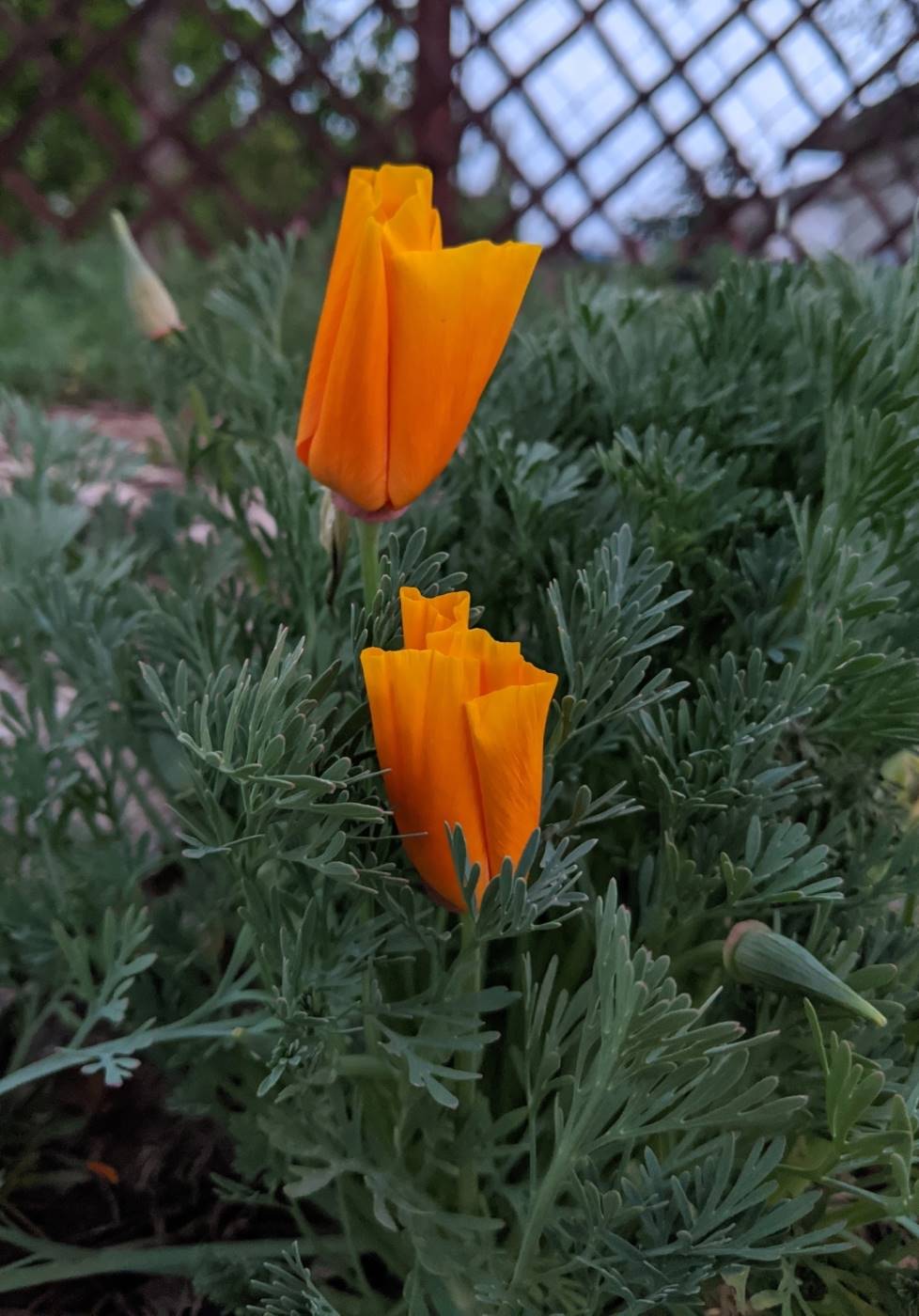 Image of Eschscholzia californica specimen.