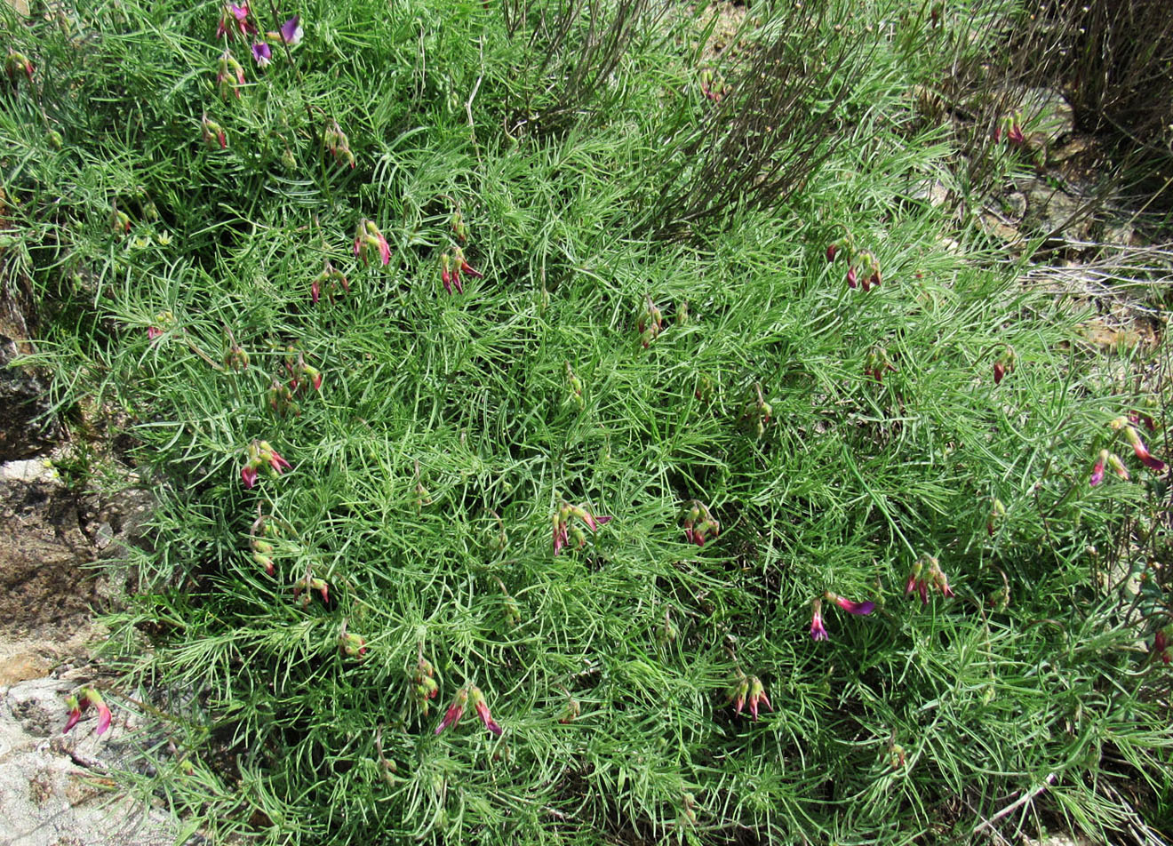 Image of Vicia subvillosa specimen.