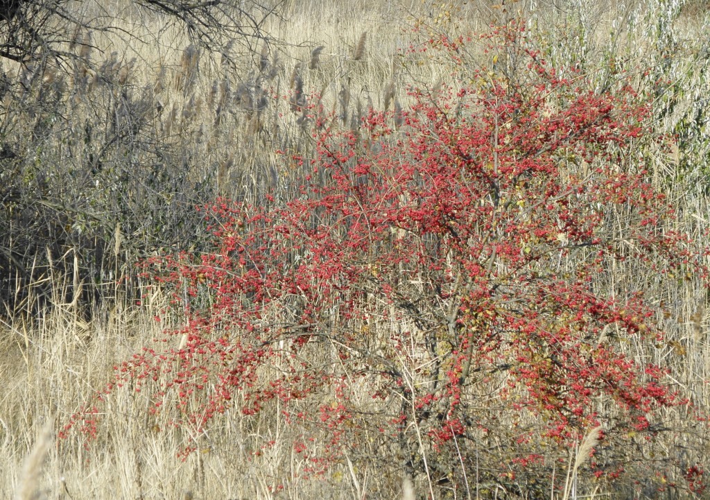 Image of Crataegus monogyna specimen.