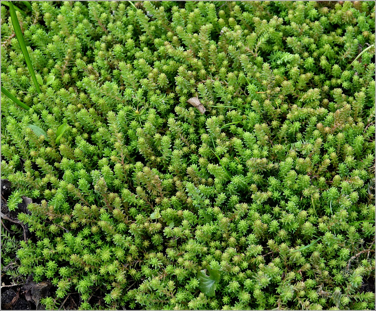 Image of Sedum sexangulare specimen.