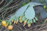 genus Opuntia. Ветвь цветущего и плодоносящего растения. Узбекистан, Сурхандарьинская обл., Джаркурганский р-н, искусственная роща вокруг базы Актепинского охотничьего хозяйства, дно небольшого оврага, в культуре. 06.05.2022.