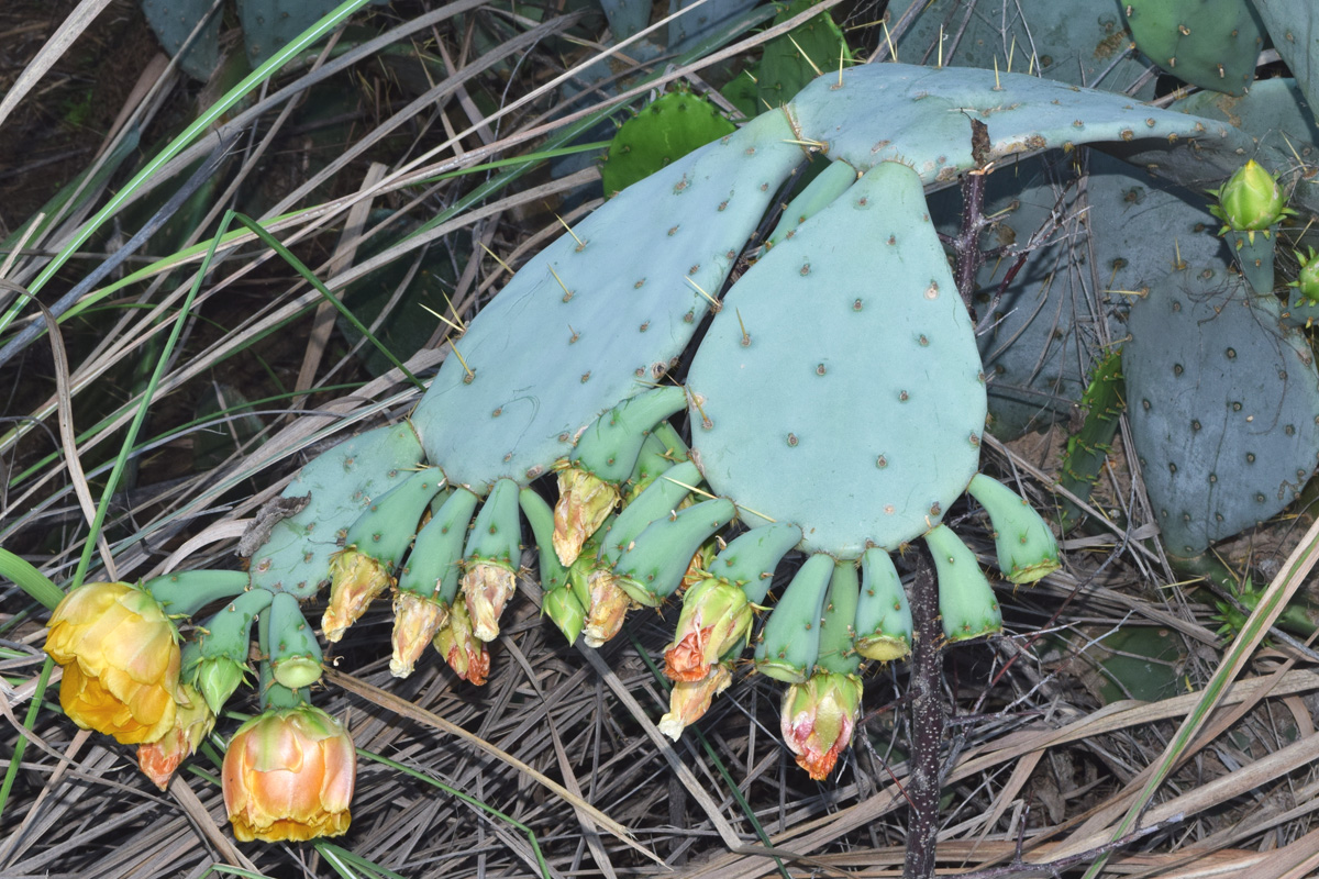 Изображение особи род Opuntia.