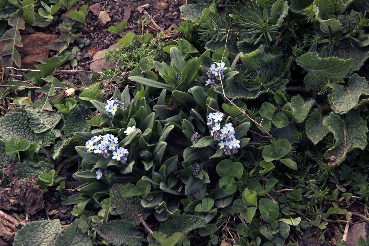 Изображение особи род Myosotis.