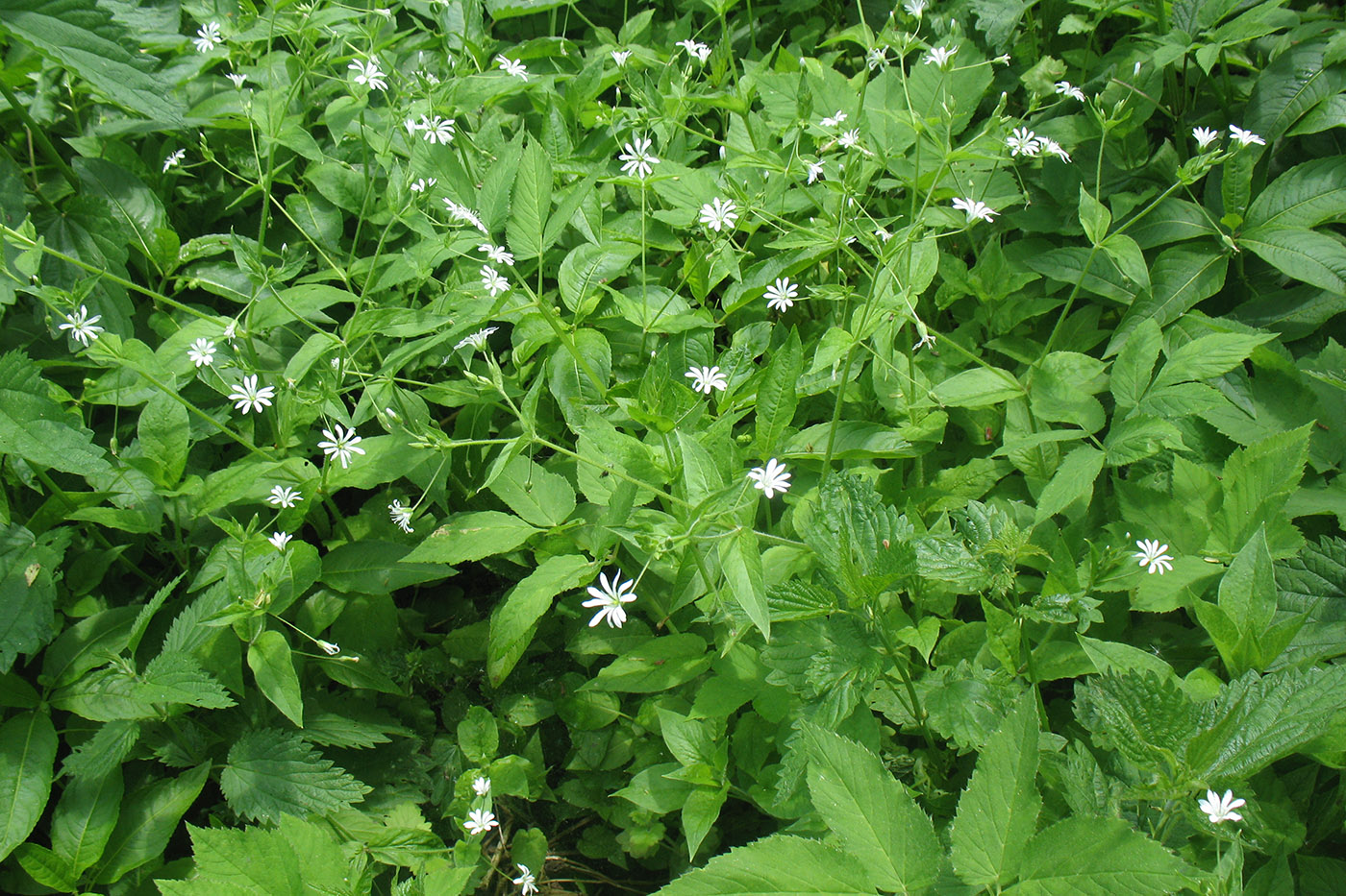 Image of Stellaria nemorum specimen.