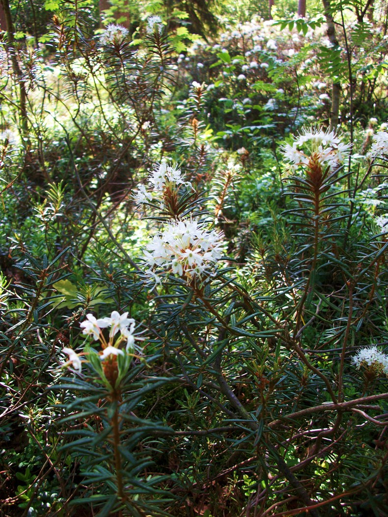 Image of Ledum palustre specimen.