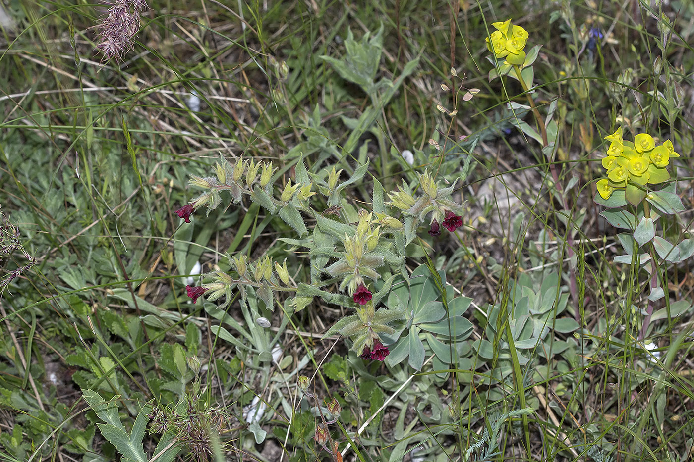 Image of Nonea taurica specimen.