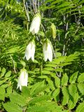 Campanula punctata