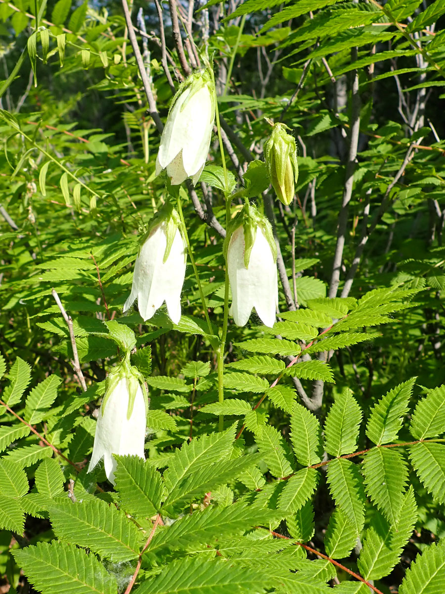 Image of Campanula punctata specimen.