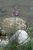 Chamaenerion colchicum. Цветущее растение на берегу реки. Республика Абхазия, р. Кяласур. 23.08.2009.