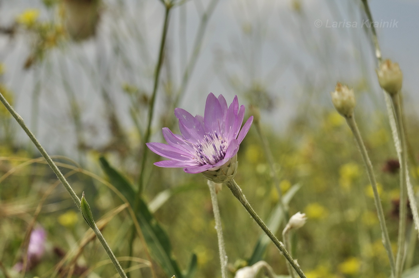 Изображение особи Xeranthemum annuum.