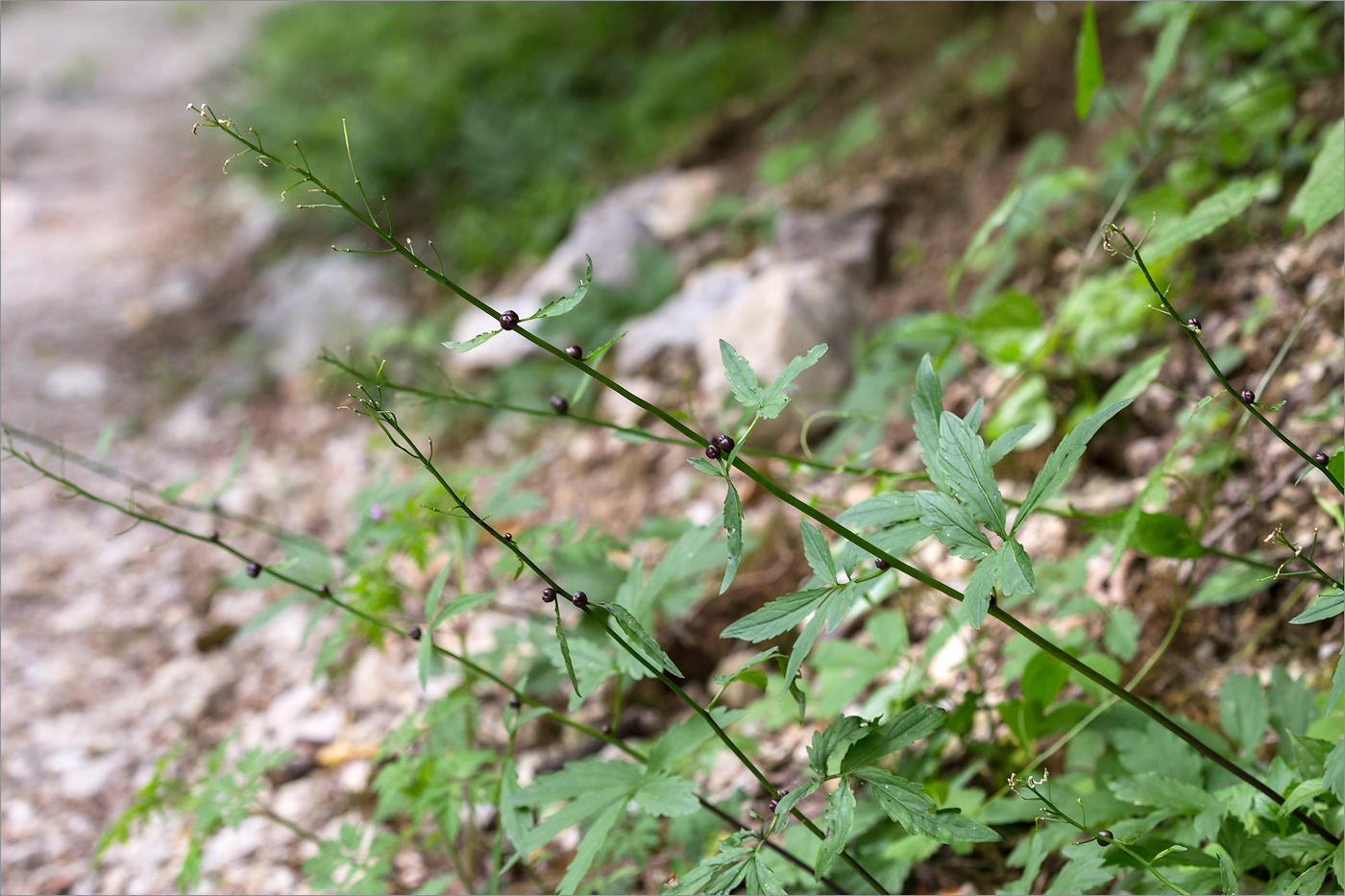 Image of Cardamine bulbifera specimen.