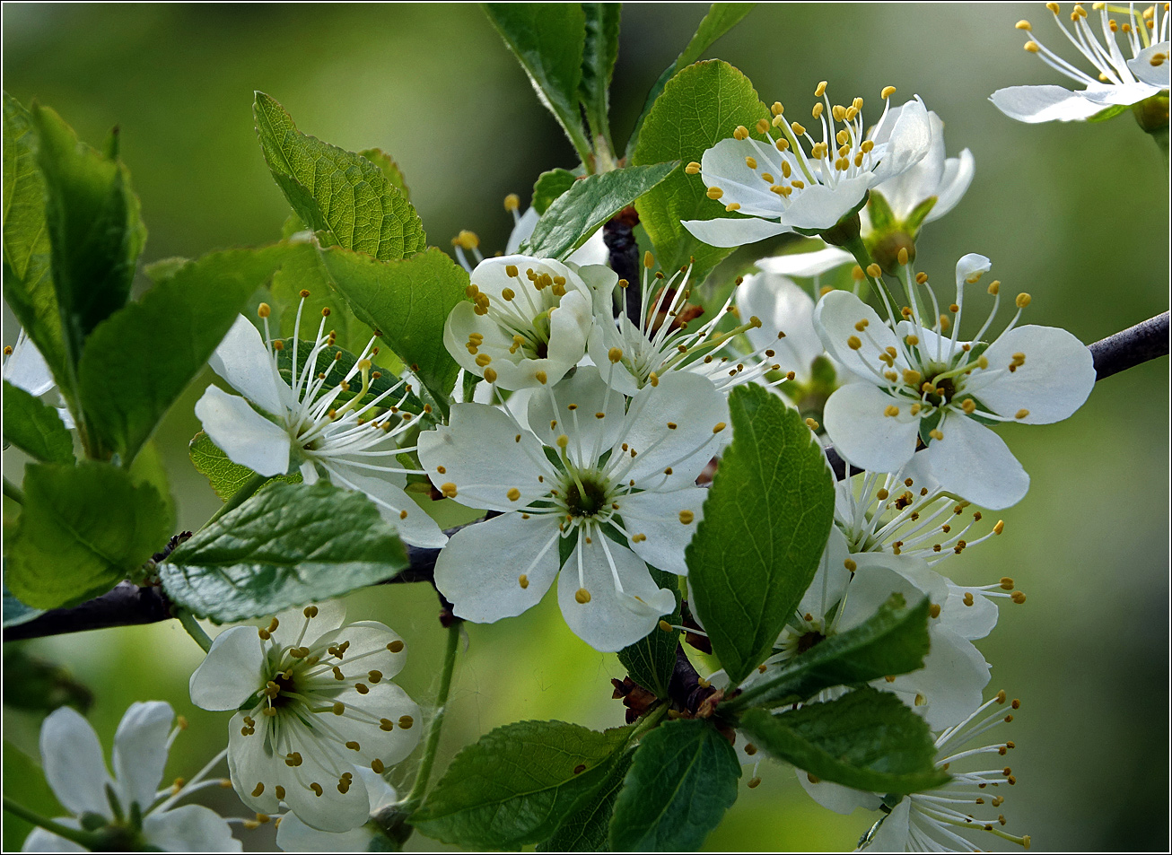 Изображение особи Prunus spinosa.