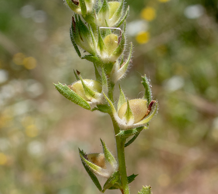 Image of Ononis serrata specimen.