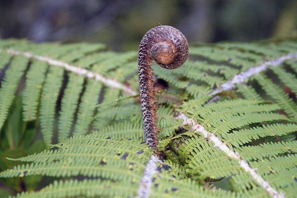 Image of class Polypodiopsida specimen.