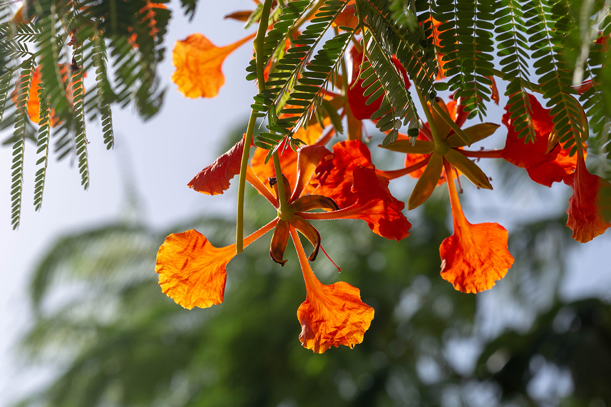 Image of Delonix regia specimen.