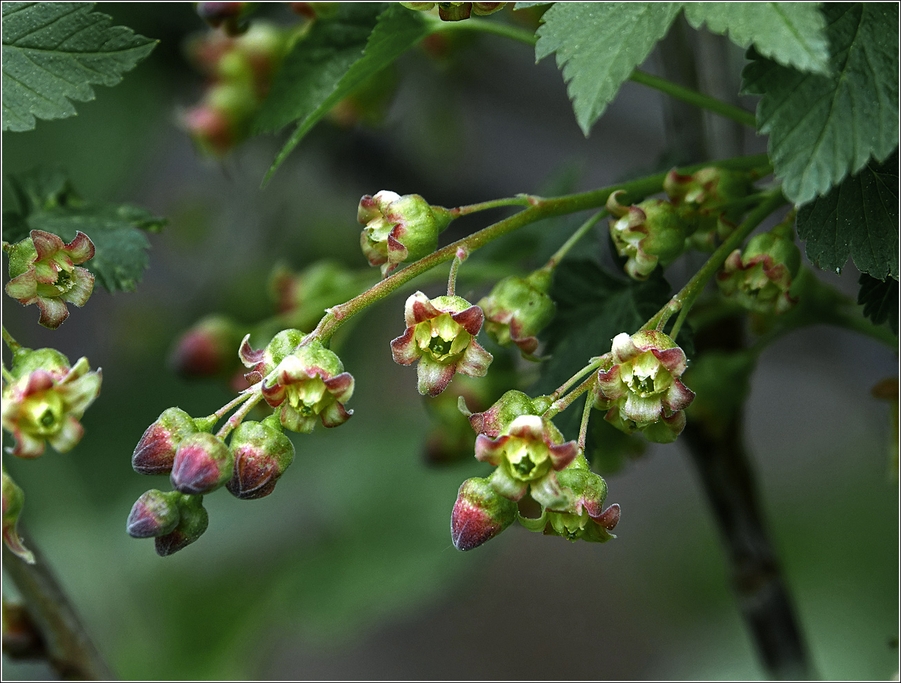 Image of Ribes nigrum specimen.